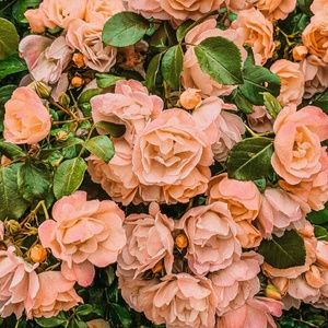 Meet your Posher, Uriah